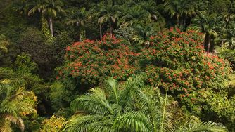 Bottom Bay and Coco Hill Forest